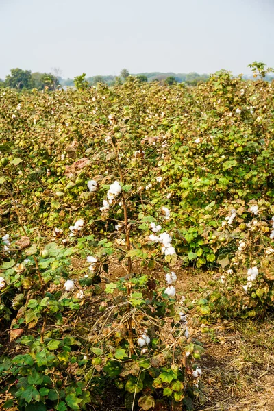 Reife Baumwollsamenschoten Auf Der Baumwollpflanze — Stockfoto