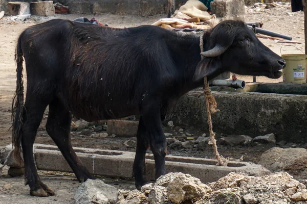 Stock image thai bull buffalo in the farm 