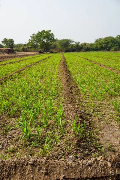 stock image green field of plantation in the countryside