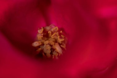 Gelişen Güzellik: Doğanın Sanatının Yakın Çekimi, bir çiçeğin kalbine bu makro çekimle dalın, canlı kırmızı yaprakların karmaşık, altın pulları kucakladığı yere. Her detayı, hassas dokuları.