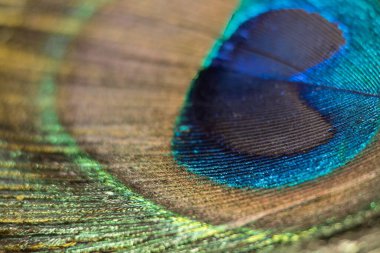 Canlı Zarafet: Tavus kuşu tüylerinin yakın plan dansı, bu makro pozla tavus kuşu tüyünün kalbine dalın. Parlak mavi taç yaprakları karmaşık, altın pulları kucaklıyor..