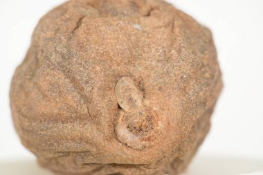 Yakın çekim cazibesi: Sapodilla 'nın Rustik Doku ve Organik Cazibesi, Bu resim bir sapodilla meyvesinin kabataslak, dokulu kahverengi yüzeyini aydınlatan yakın çekim görüntüsünü sunar. Karmaşık desenler