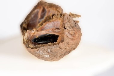 Doğanın Döngüsü: Bir Sapodilla Meyvesinin Karmaşık Çürümesi, bu makro görüntü bir Sapodilla meyvesinin karmaşık bozulmasını yakalar. Parlak tohum, hala bozulmamış, çürüyen etin ortasında duruyor.