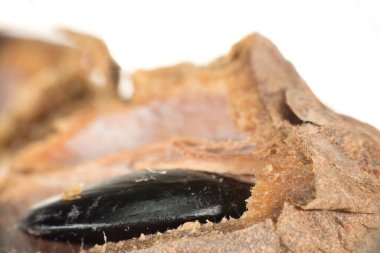 Doğanın Sanatı: Çürüyen Sapodilla 'nın Zarafeti, çürüyen bir Sapodilla meyvesinin karmaşık detaylarını gösteren yakın plan. Görüntü büyüleyici dokuları ve renkleri gözler önüne seriyor.