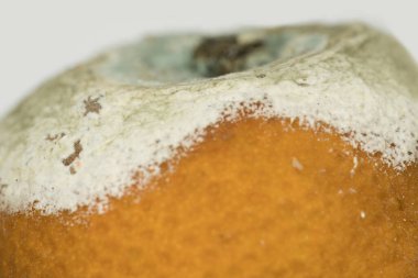 Decay's Artistry: A Close-Up of a Moldy Orange, This image captures the eerie beauty of a moldy orange in a close-up view. The vibrant orange skin is overtaken by creeping mold, illustrating nature's clipart