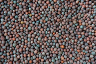 Brassica zencisi, ya da organik siyah hardal tohumu, arka planda makro yakın plan. Hindistan 'dan aromatik bir baharat yığını. en üstteki görünüm