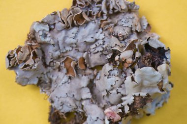 Siyah taş çiçeğinin, kalpasi 'nin ya da sarı arkaplanda izole edilmiş köpek fonunun ön ve arka yüzünü kapatın.