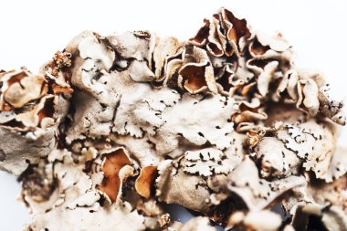 Beyaz bir arkaplanda, yalnız siyah bir taşın çiçek açması, Kalpasi ya da dagad phool olarak da bilinir.