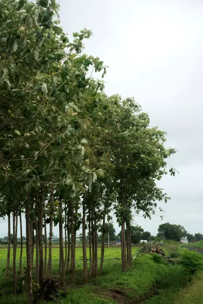 Barışçıl bir toprak yol, bulutlu bir arka plan karşısında bir grup taze, yeşil ağaç arasında kıvrılarak doğanın inkar edilemez yenilenme ve diriliş döngüsünü vurgular..