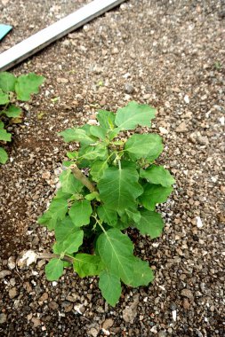 Lüks Büyüme: Çiçek açan bitki örtüsü çiftçilik sezonunun doruk noktasını simgeliyor, Unear bu yakın planda yer fıstığı çiftçiliğinin canlı başlangıcını gösteriyor.