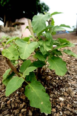 Verdant Expansion: Budding Flora Tarım Sezonunun Zirvesi 'ni gösteriyor, Bu yakın çekim ile fıstık yetiştirmenin canlı başlangıcını ortaya çıkarın.