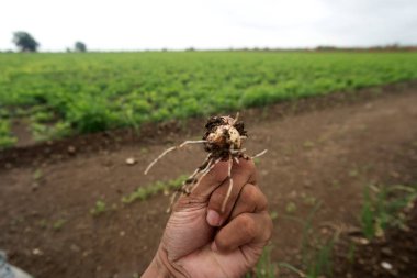 Yakın zamanda hasat edilen bir soğan, tarım sahnesinde bir çiftçinin eli tarafından nazikçe tutuluyor, genç soğan bitkileri topraktan büyüdükçe, tarımın kalbini çeken detaylı bir fotoğraf..