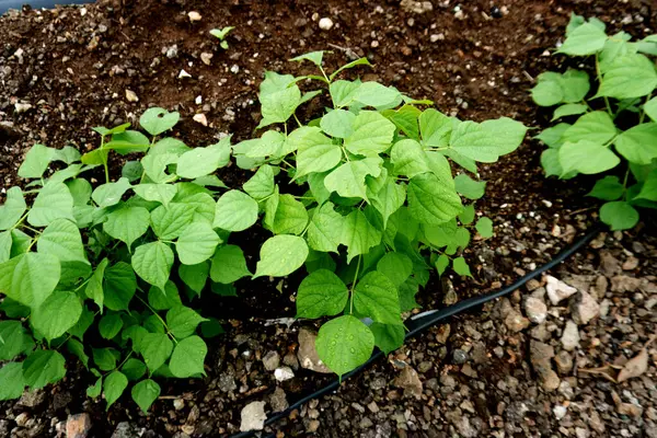 stock image Lush Vegetation: Flourishing Plant Life Indicates the Peak of Agricultural Season, Discover the vibrant beginnings of peanut cultivation in this intricate photograph.