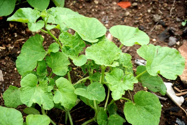 stock image Verdant Farm Foliage - A Close-Up of Lush Green Leaves, Immerse yourself in the essence of agriculture with this close-up shot capturing the vibrant greenery of farm foliage.