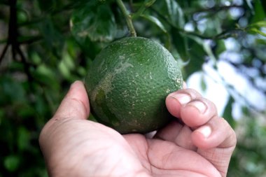 Parlak çiğ damlacıkları ile süslenmiş saf sitron meyvesi gelişmekte olan bir ağaç dalında dinleniyor, bu çarpıcı stok görüntüsüyle doğanın güzelliğini deneyimliyor, olgun bir sitron meyvesi sunuyor..