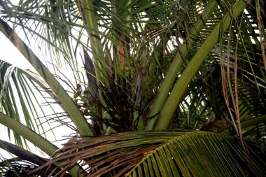 Yemyeşil palmiye yaprakları - Doğanın desenleri, canlı yakın plan fotoğraf bir palmiye ağacının yeşilliklerinin verimli karmaşıklıklarını yakalıyor.