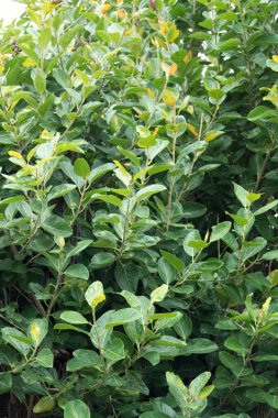 Bulutlu havanın ortasında, yeşil ekin sıraları ve ağaçlar doğanın ihtişamını kucaklayan canlı bir ağaç görüntüsü yarattılar..