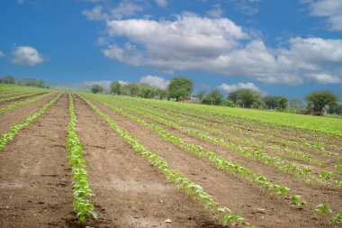 Mavi Gök Altında Verdant Tarlaları: Sürdürülebilir Tarım Üzerine Taze Bir Bakış, sürdürülebilir çiftçiliğin kalbini keşfetmek Bu büyüleyici görüntüyle genç ekinlerin düzenli sıralarını gösteren