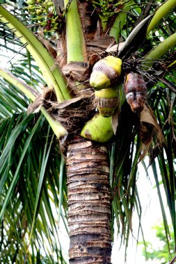 Zengin Yeşil Hindistancevizi sergilenen Tropikal bir ortamda hindistan cevizi palmiyesi bulanık bir arka planın önünde duruyor..