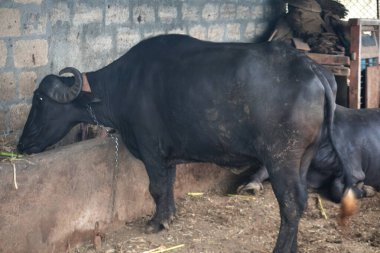 Çiftlikteki kırsal bir barınağa bağlanmış siyah bir bufalo güçlü bir siyah bufalo gölgeli bir çiftlik barınağında bağlanmış ve saman toynaklarının altına saçılmış durumda..