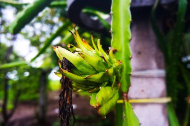 Ejderha meyvesi bol bitki yaşamının ortasında bir kaktüste gelişiyor.