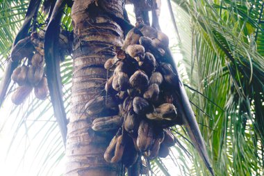 Palmiye ağacında yemyeşil arka planda kurutulmuş hindistan cevizi kümesi