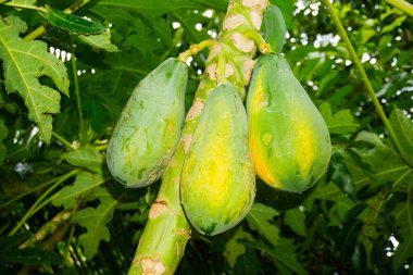 Gelişmekte olan palmiye ağacının üzerindeki olgun Papayalar - Tropikal Üretim Toplama