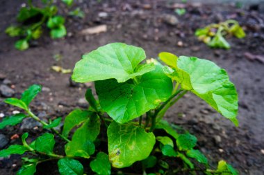 Büyüyen Kapoori Pan Bitkileri Doğal Yaşam Alanlarında Taze Betel Yaprakları