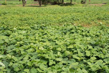 Açık Gökyüzünün Altında Yeşillik Tarlası