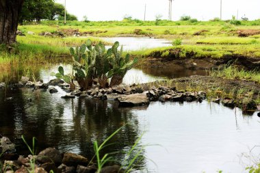Suyun ortasında zarif bir şekilde duran tek bir ağacın olduğu sakin, küçük bir dere yavaşça akar.
