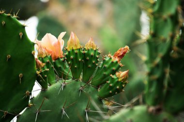 Canlı tek bir çiçeğin bulunduğu kaktüs bitkisi doğal ortamda çöl bitkisinin güzelliğini gözler önüne seriyor.