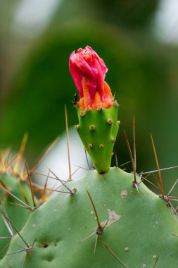 A vibrant flower blooming on a cactus, symbolizing the harmony of life in arid environments clipart