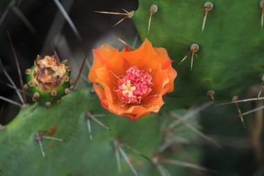 A vibrant cactus plant showcasing a striking orange flower against a natural background clipart