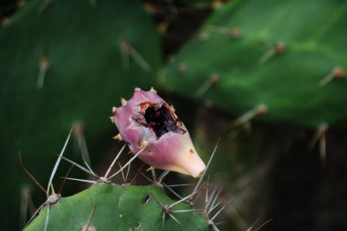 A cactus plant proudly displaying a beautiful pink flower, bringing a splash of color to its prickly exterior clipart