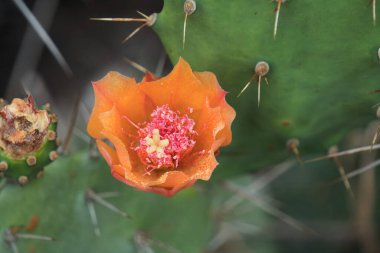 Renkli bir kaktüs bitkisinin rengarenk arka planında göz alıcı bir portakal tomurcuğu.