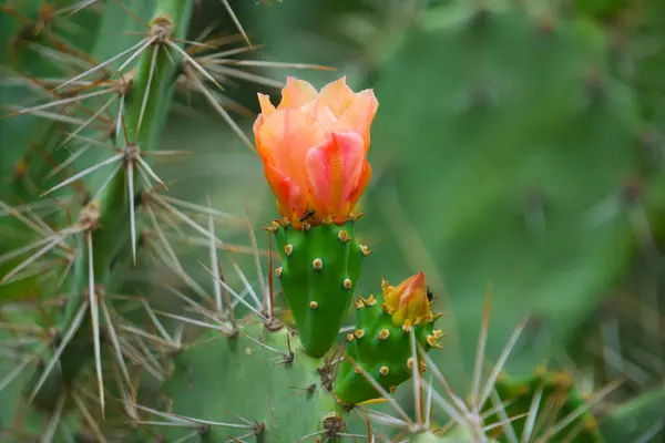 stock image A cactus adorned with a single, colorful flower, representing resilience and beauty in a harsh environment