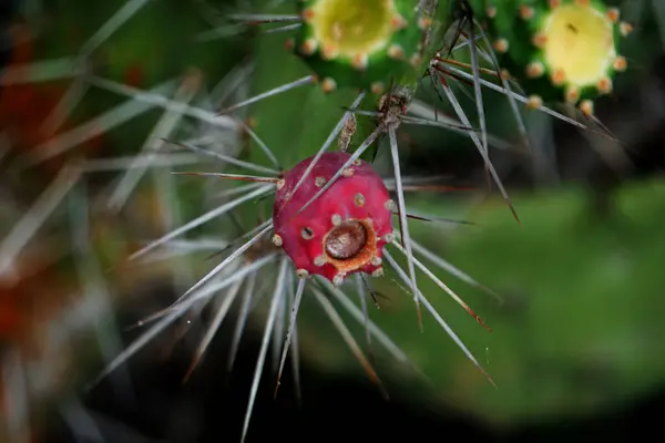 stock image a green cactus with a bright red bloom that draws attention to the contrast between the bloom's color and the plant's spines