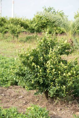 Yeşillik meyve bahçesinde yemyeşil limon ağacı dolu