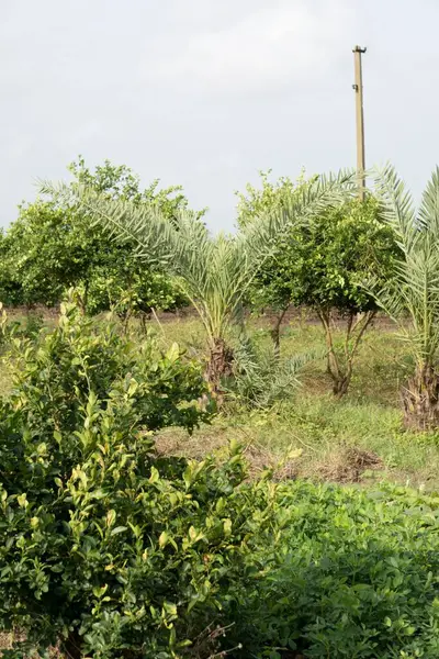 stock image Placid Palm Tree Amidst Flourishing Greenery - A Sanctuary of Tropical Peace