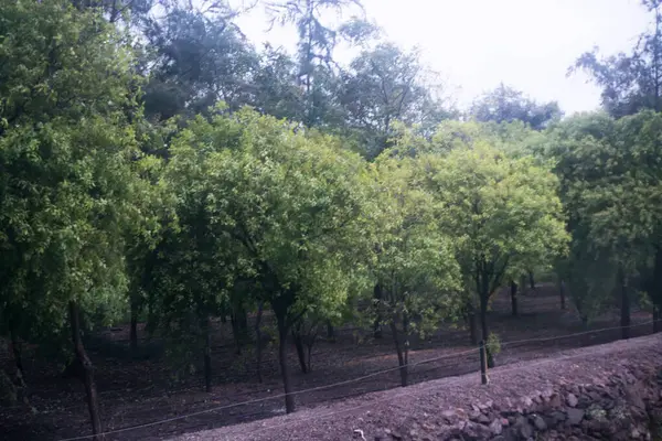 stock image Sandalwood Stillness: Relaxing Trees Within a Green Landscape