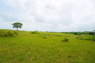 The image depicts a peaceful meadow with lush green grass, small bushes, and a solitary tree on the right. The landscape gently rolls into the distance, characterized by soft hills and greenery. 