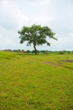 Görüntü, yemyeşil bir çayırda süzülen ince bir toprak yolun sakin bir sahnesini gösteriyor. Bu yol, parçalı bulutlu bir gökyüzü tarafından çerçevelenmiş iki izole ağaca çıkar..