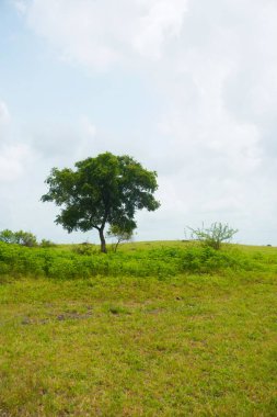 Bu görüntü, canlı yeşil bir çayırda kıvrılan dar toprak bir yol ile karakterize edilen huzurlu bir manzara yakalar. Yol gözü iki yalnız ağaca yönlendirir, bulutlarla benekli bir gökyüzünün arka planına karşı..