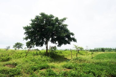 This stock image captures a tranquil countryside scene featuring a large, majestic tree at the center, surrounded by lush greenery and smaller trees. clipart