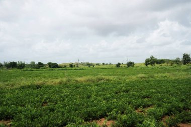Bu resim, bulutlu bir gökyüzünün altında hayat dolu yeşil bitkilerin yeşerdiği, ön planda bulunan yemyeşil bir yer fıstığı çiftliğini gösteriyor. Manzara, arka planda ağaçlar ve çalılarla noktalanmış yuvarlanan tepelere dönüşür..