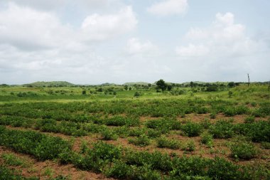 Bu görüntü, bulutlu bir gökyüzünün altında gelişen sağlıklı yeşil bitkilerle ön planda uzanan yemyeşil bir yer fıstığı tarlası yakalıyor. Arka planda ağaçlar ve çalılarla süslenmiş yuvarlanan tepeler yer alıyor.