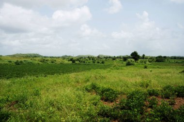 Fıstık ekiminin bu görkemli manzarası serin bir kombinasyon sunuyor yemyeşil ve yumuşak dalgalanan tepeler, hepsi mükemmel aydınlatılmış gökyüzü tarafından çerçevelenmiş barış hissi uyandıran.