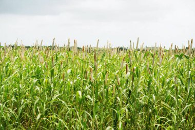 Görüntü, büyümesinin zirvesinde bereketli bir inci darı tarlası sunuyor. Uzun yeşil saplar silindirik çekirdek başları ile taçlandırılır, geniş arazide eşit bir şekilde uzanır..