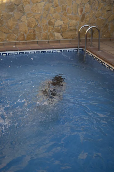 Menina Nadando Debaixo Água Piscina Enquanto Seu Animal Estimação Observa — Fotografia de Stock