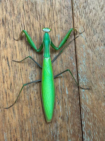 Vertical Photo Praying Mantis Climbing Wooden Wall — Stock Photo, Image